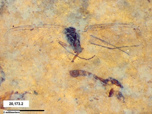 Diptera