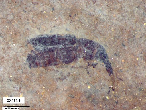 Genus sp