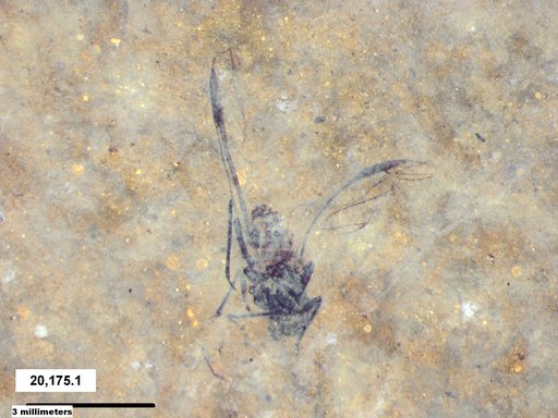 Aphididae