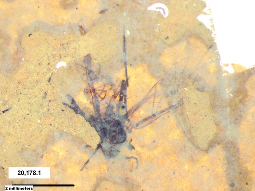 Aphididae