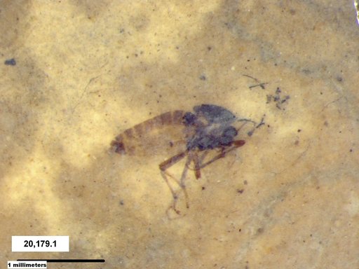 Diptera
