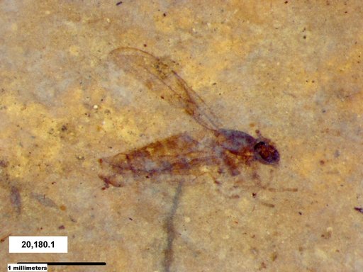 Diptera
