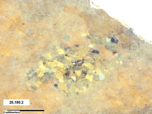 Genus sp