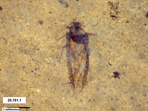 Aphididae