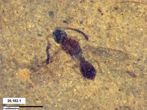 Diapriidae