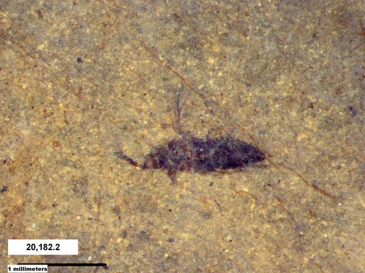 Genus sp