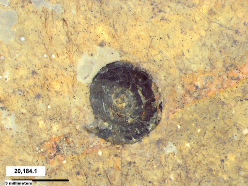 Gastropoda
