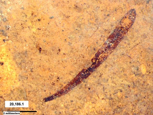 Tracheophyta