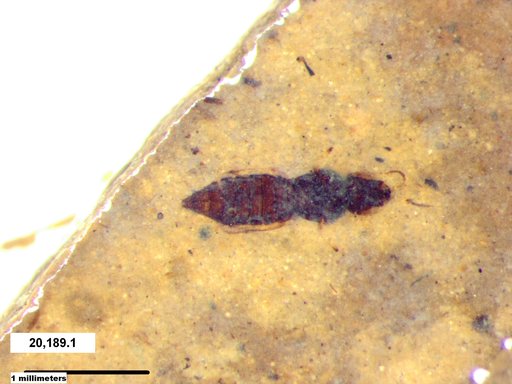 Genus sp