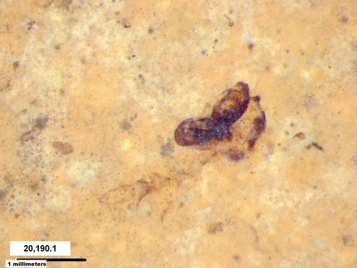 Chaoboridae