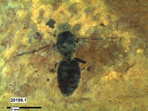 Formicidae