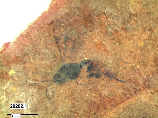 Ichneumonidae