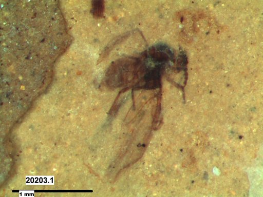Aphididae
