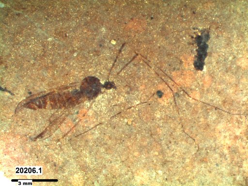 Diptera
