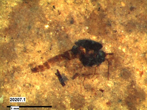 Diptera
