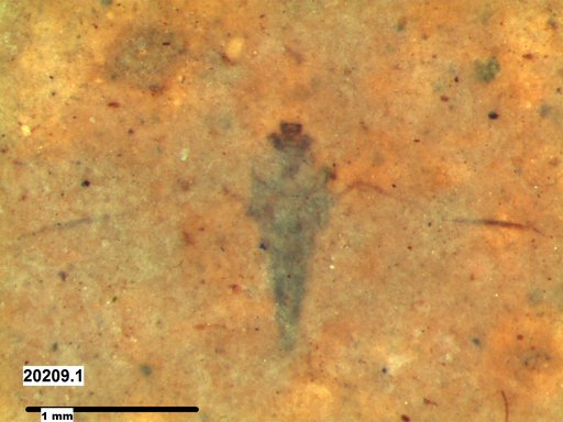 Notonectidae