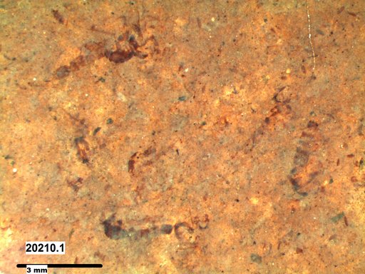 Chaoboridae