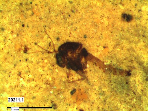 Diptera