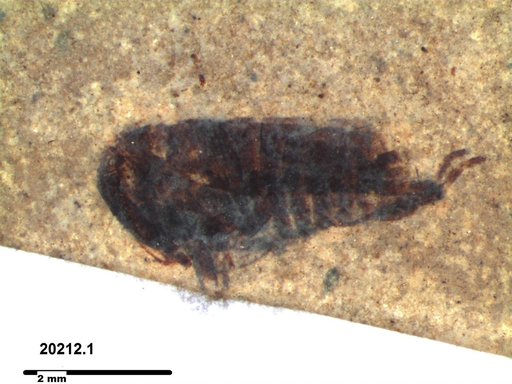 Genus sp
