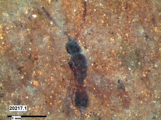 Diapriidae