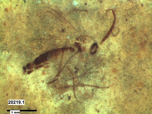 Diptera