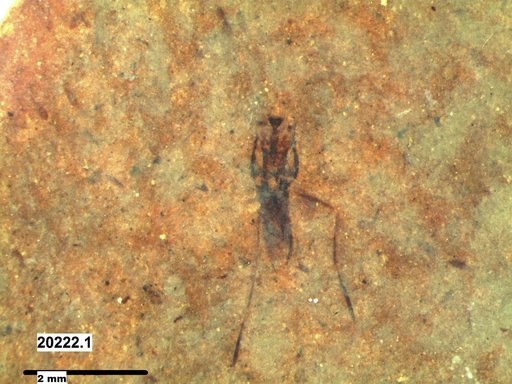 Notonectidae