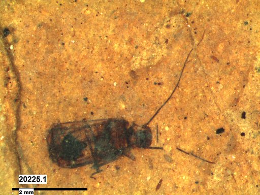Diptera