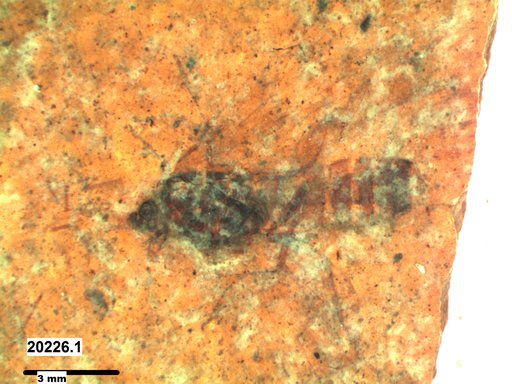 Genus sp