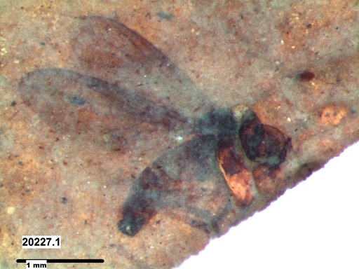 Diptera