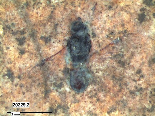 Braconidae