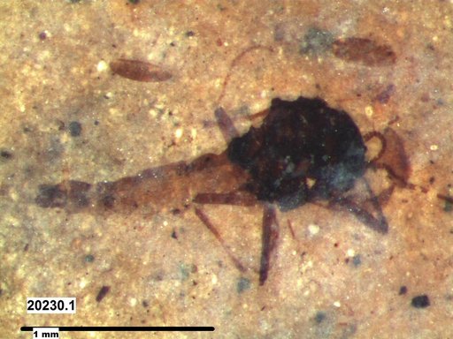 Diptera