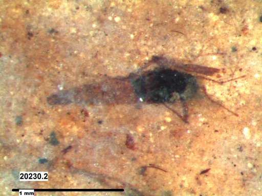 Diptera