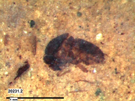 Diptera