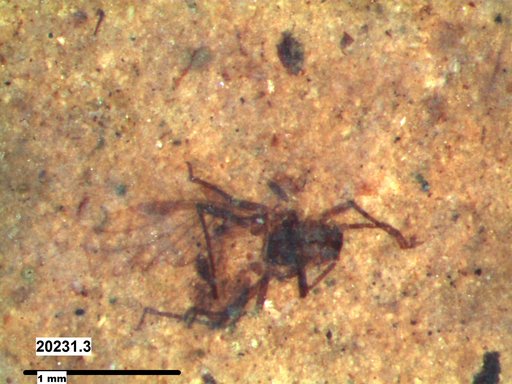 Aphididae