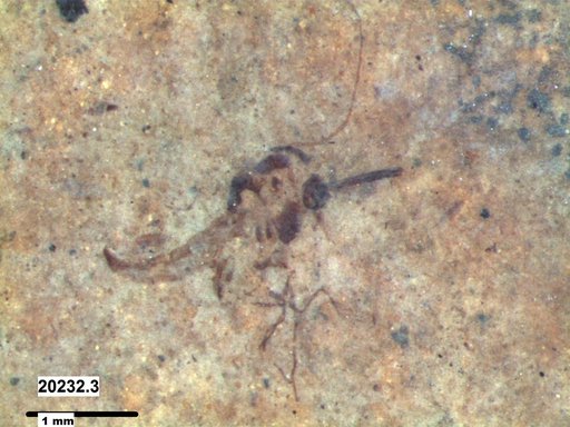 Diptera