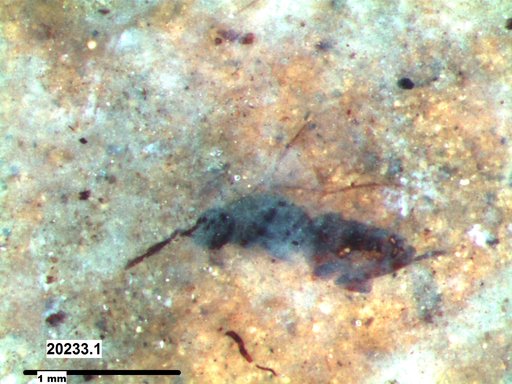 Genus sp