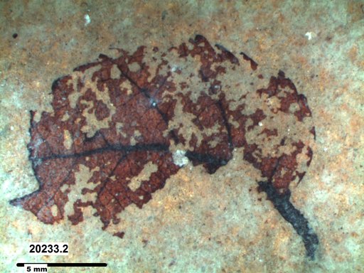 Tracheophyta