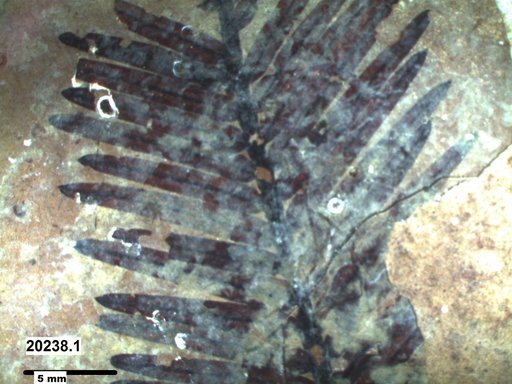 Tracheophyta