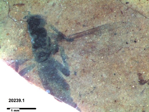 Diptera