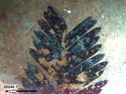 Tracheophyta