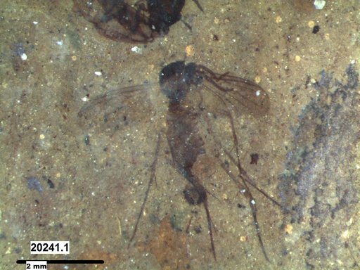 Mycetophilidae