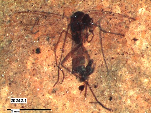 Mycetophilidae