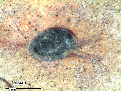 Tracheophyta