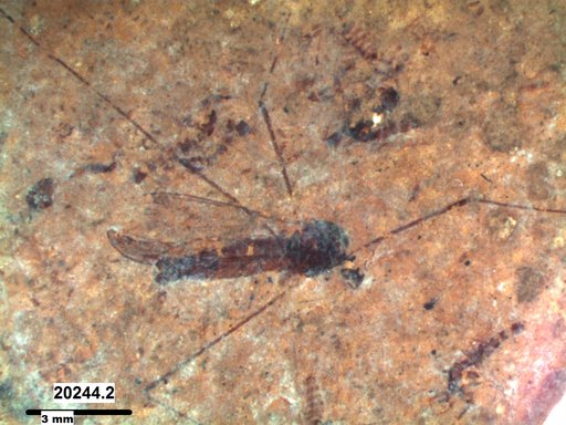 Diptera