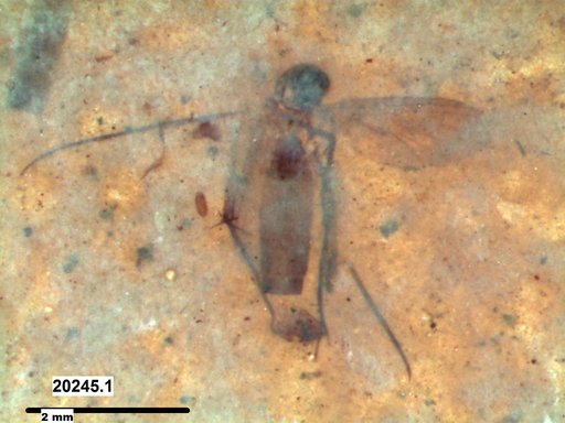Mycetophilidae
