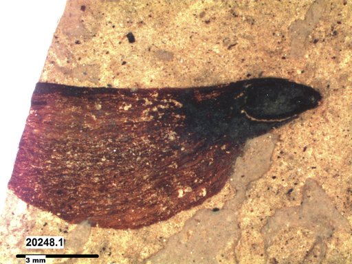 Tracheophyta