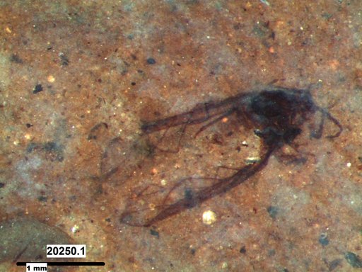 Aphididae