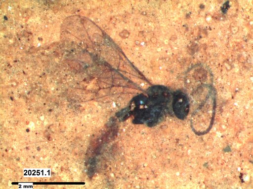 Ichneumonidae