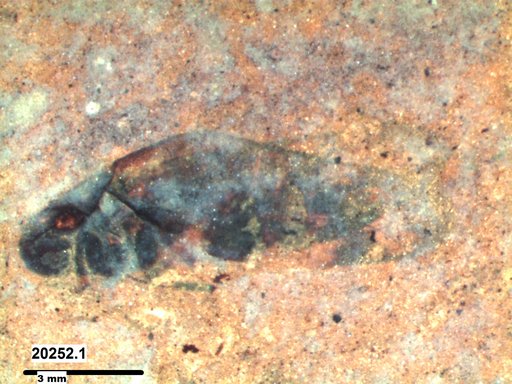 Genus sp