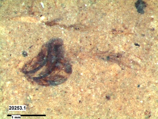 Chaoboridae